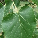 Tilia henryana feuille